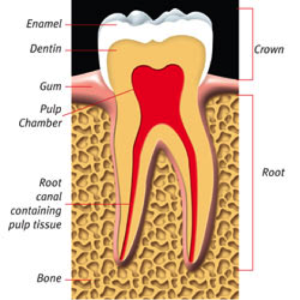 root-canal-kingston-dentist-westwoods-dental-healthy-tooth